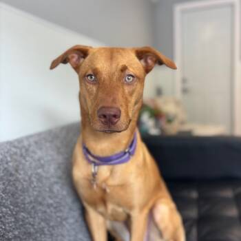 Rescue Labrador Retriever Dogs for Adoption in St. Peters, Missouri - Lilah | PetCurious