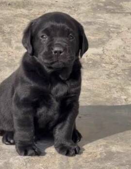 Mufasa -  Black Labrador Retriever and Newfoundland Dog Dog for Adoption in Clarksburg, Ontario - Mufasa | PetCurious
