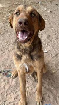Anatolian Shepherd and Mixed Breed Dogs Available for Adoption in Fort Collins, Colorado - Coheed | PetCurious