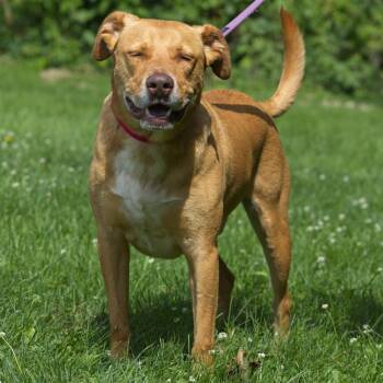 Bart -  Labrador Retriever Dog for Adoption in South Elgin, Illinois - Bart | PetCurious