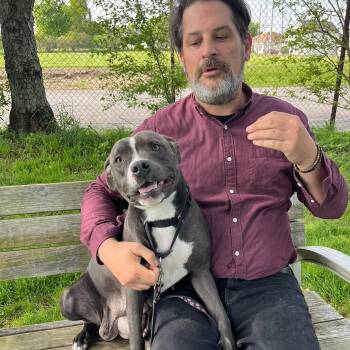 Pit Bull Terrier Dogs Available for Adoption in Elyria, Ohio - Abby - FOSTER TO ADOPT | PetCurious