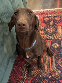 Weimaraner Dogs Available for Adoption - Atlas Galaxy | PetCurious