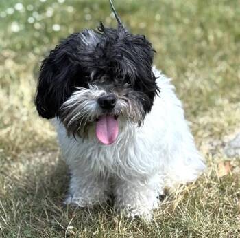 NENE -  Shih Tzu and Mixed Breed Dog for Adoption in Dedham, Massachusetts - NENE | PetCurious