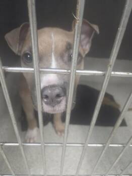 APPA -  American Staffordshire Terrier and Mixed Breed Dog for Adoption in Tallahassee, Florida - APPA | PetCurious