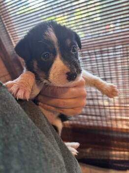 26-117 River "JUST ARRIVED" -  Shepherd and Cattle Dog Dog for Adoption in Richardson, Texas - 26-117 River "JUST ARRIVED" | PetCurious