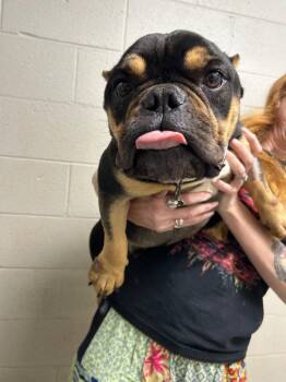 French Bulldog Dogs Available for Adoption in Newnan, Georgia - Pork Chop | PetCurious