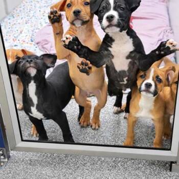 Mixed Breed Dogs Available for Adoption - Cupid | PetCurious