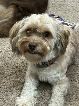 Rescue Havanese Dogs for Adoption in Farmington, Minnesota - Cookie | PetCurious