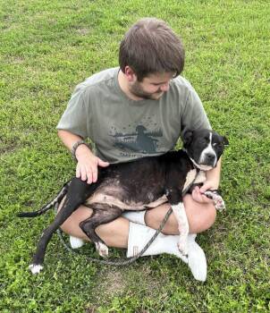 Maylee -  Mixed Breed Dog for Adoption in Scott, Louisiana - Maylee | PetCurious