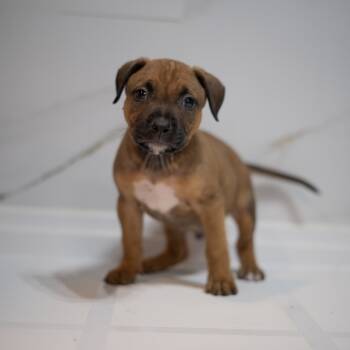 Rescue Mixed Breed Dogs for Adoption in Quincy, Florida - Prince Charming | PetCurious