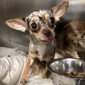 Pearl -  Chihuahua Dog for Adoption in Philadelphia, Pennsylvania - Pearl | PetCurious