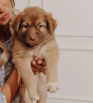 Shepherd and Mixed Breed Dogs Available for Adoption - Groot | PetCurious