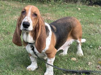 Rescue Basset Hound Dogs for Adoption in Vadnais Heights, Minnesota - Freckles | PetCurious