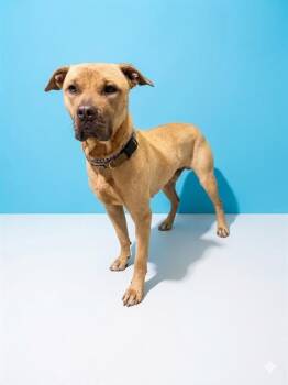 Mixed Breed Dogs Available for Adoption in Jacksonville, Florida - CHAMP | PetCurious