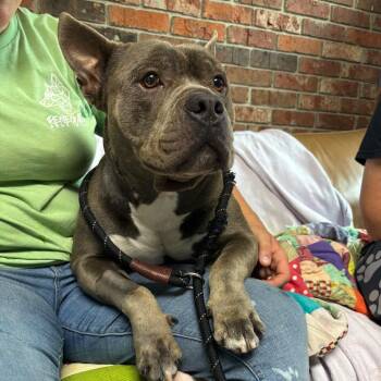 Thunderears -  Mixed Breed Dog for Adoption in Savannah, Georgia - Thunderears | PetCurious