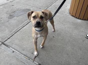Geometry -  Mixed Breed Dog for Adoption in New York, New York - Geometry | PetCurious