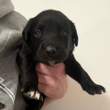 Catahoula Leopard Dog Dogs Available for Adoption - Olly | PetCurious