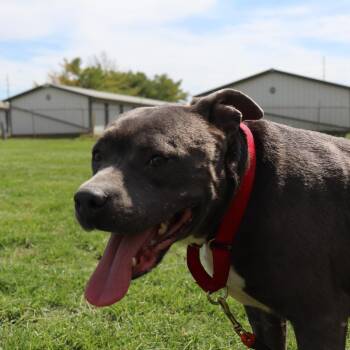 Pit Bull Terrier Dogs Available for Adoption in Springfield, Illinois - Speckle | PetCurious