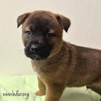 Zyler -  Akita and Mixed Breed Dog for Adoption in Cheyenne, Wyoming - Zyler | PetCurious