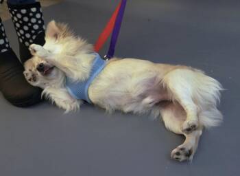 Papillon and Pomeranian Dogs Available for Adoption - Alfredo | PetCurious