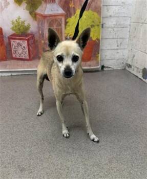 Chihuahua Dogs Available for Adoption in San Bernardino, California - BREA | PetCurious