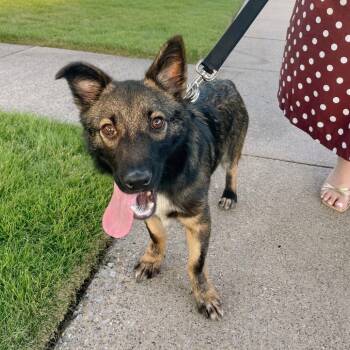 Rescue Australian Kelpie Dogs for Adoption in Allen, Texas - Boone / Max B818 | PetCurious