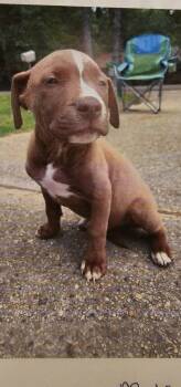 Pit Bull Terrier Dogs Available for Adoption in Biloxi, Mississippi - Choco Bigfoot | PetCurious