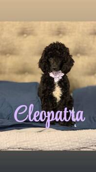 Miniature Poodle Dogs Available for Adoption in Orland Park, Illinois - Cleopatra  | PetCurious