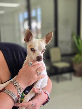 Remi (Remeron) -  Chihuahua Dog for Adoption in College Station, Texas - Remi (Remeron) | PetCurious