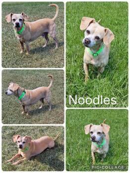 Noodles -  Chihuahua Dog for Adoption in Enterprise, Alabama - Noodles | PetCurious