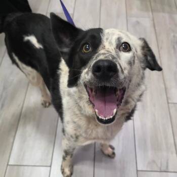 Roscoe -  Australian Cattle Dog Blue Heeler Dog for Adoption in Chatham, Virginia - Roscoe | PetCurious
