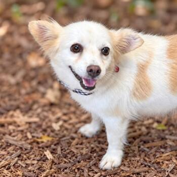 Maxine -  Chihuahua Dog for Adoption in Boerne, Texas - Maxine | PetCurious