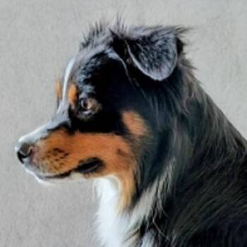 Australian Shepherd Dogs Available for Adoption - Frankie | PetCurious