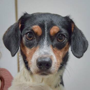 Bonnie -  Dachshund and Jack Russell Terrier Dog for Adoption in Huntley, Illinois - Bonnie | PetCurious