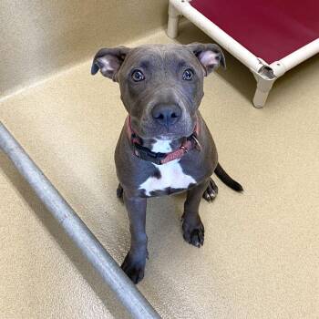 Jade -  Pit Bull Terrier Dog for Adoption in Monroe, Georgia - Jade | PetCurious