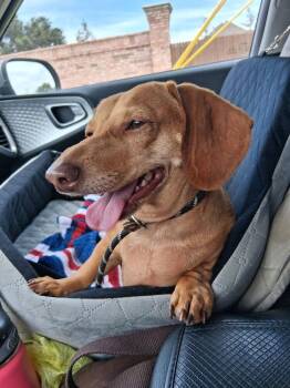 Duchess -  Dachshund Dog for Adoption in Blanchard, Oklahoma - Duchess | PetCurious