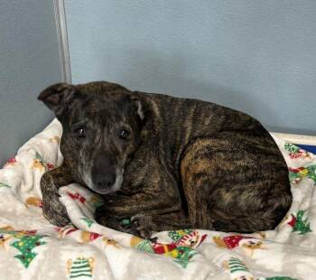 SHILOH  ~ Sweetest Senior Girl!! -  Mixed Breed Dog for Adoption in Rochester, Indiana - SHILOH  ~ Sweetest Senior Girl!! | PetCurious