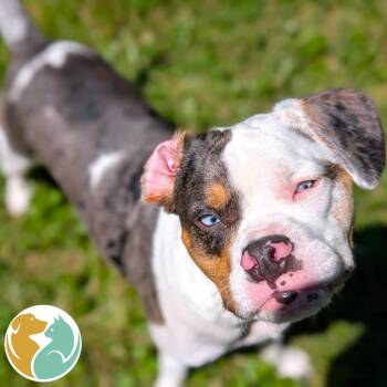 Simon -  French Bulldog and Miniature Poodle Dog for Adoption in Toledo, Ohio - Simon | PetCurious