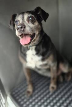 Labrador Retriever and Terrier Dogs Available for Adoption in Lawrenceville, Georgia - Pen 204 | PetCurious