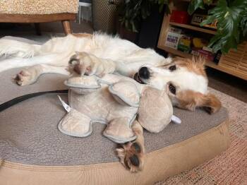 Great Pyrenees and Australian Shepherd Dogs Available for Adoption in Boulder, Colorado - Sonny | PetCurious