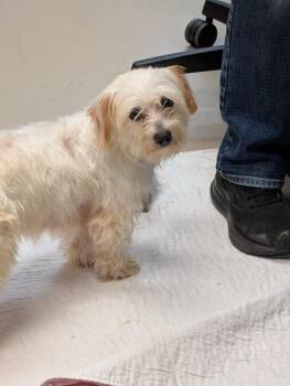 Coco -  Terrier and Maltese Dog for Adoption in Johnson City, Tennessee - Coco | PetCurious
