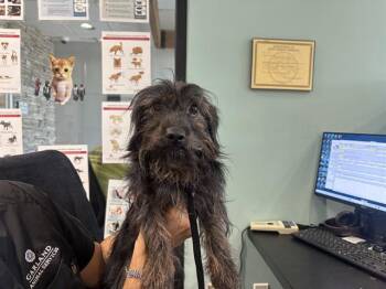 MAVERICK MACK -  Cairn Terrier Dog for Adoption in Rowlett, Texas - MAVERICK MACK | PetCurious