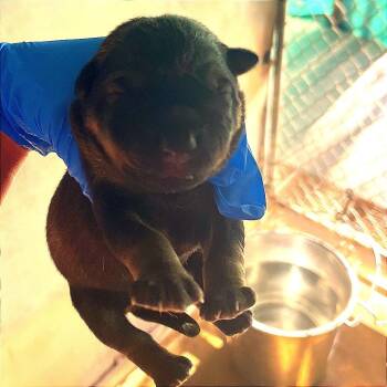 Ceasar(Guppy) -  Shepherd Dog for Adoption in Edinburg, Texas - Ceasar(Guppy) | PetCurious