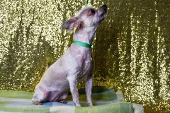 Tee Cup -  Yorkshire Terrier and Mixed Breed Dog for Adoption in Yakima, Washington - Tee Cup | PetCurious