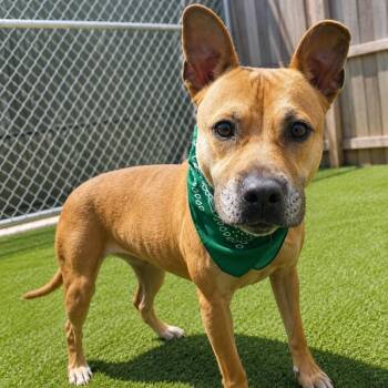 Rae -  American Staffordshire Terrier and Mixed Breed Dog for Adoption in Oak Point, Texas - Rae | PetCurious