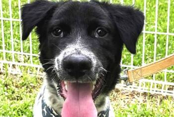 Rescue Mixed Breed Dogs for Adoption in City Of Industry, California - Max | PetCurious