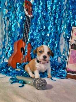 Willow (Eras Litter) -  Terrier Dog for Adoption in Wake Forest, North Carolina - Willow (Eras Litter) | PetCurious