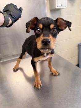Rottweiler and Mixed Breed Dogs Available for Adoption - Hermione | PetCurious