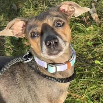 Dahlia -  Chihuahua Dog for Adoption in Grand Rapids, Michigan - Dahlia | PetCurious