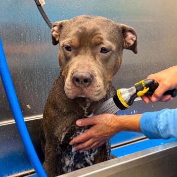 Jolene -  Pit Bull Terrier Dog for Adoption in Buffalo, New York - Jolene | PetCurious